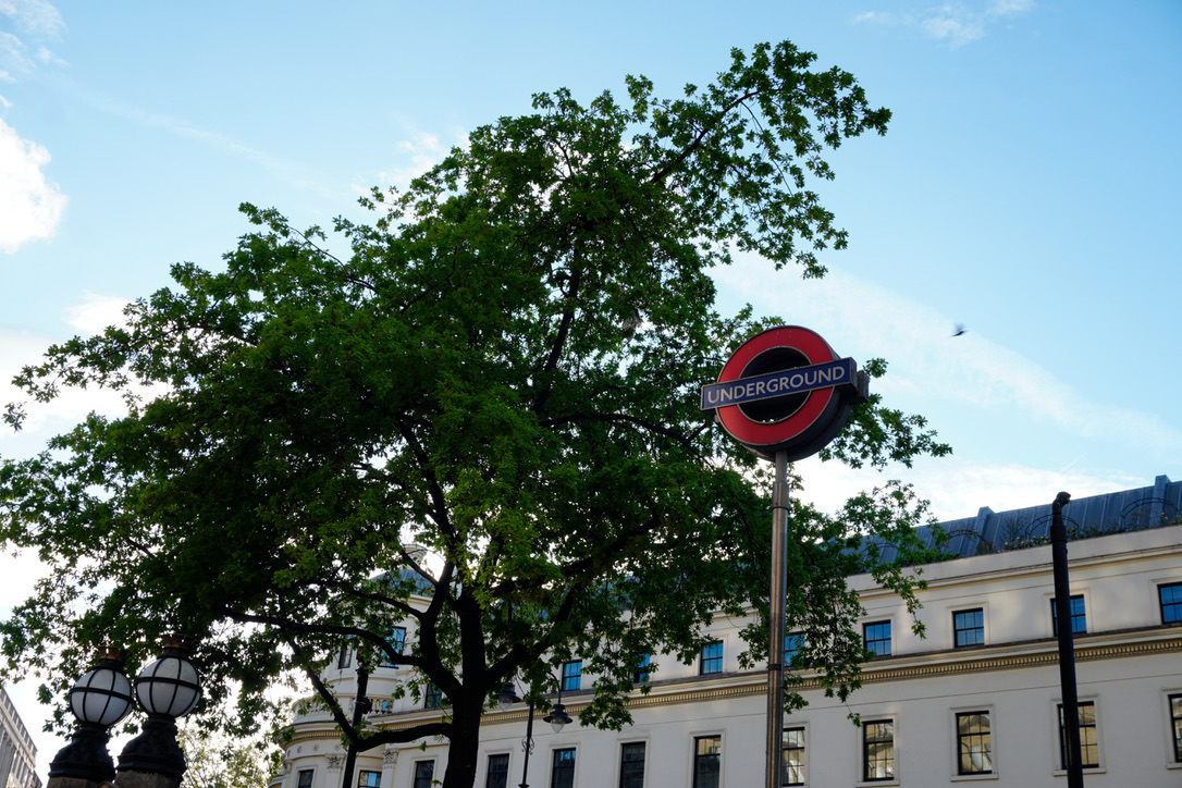 Red London Underground sign alongside the green foliage of a tree